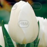 Hectarul - Bulbi de lalea Antarctica, 5 bulbi